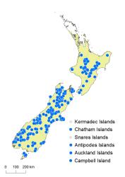 Hypolepis millefolium distribution map based on databased records at AK, CHR & WELT.
 Image: K. Boardman © Landcare Research 2017 CC BY 3.0 NZ